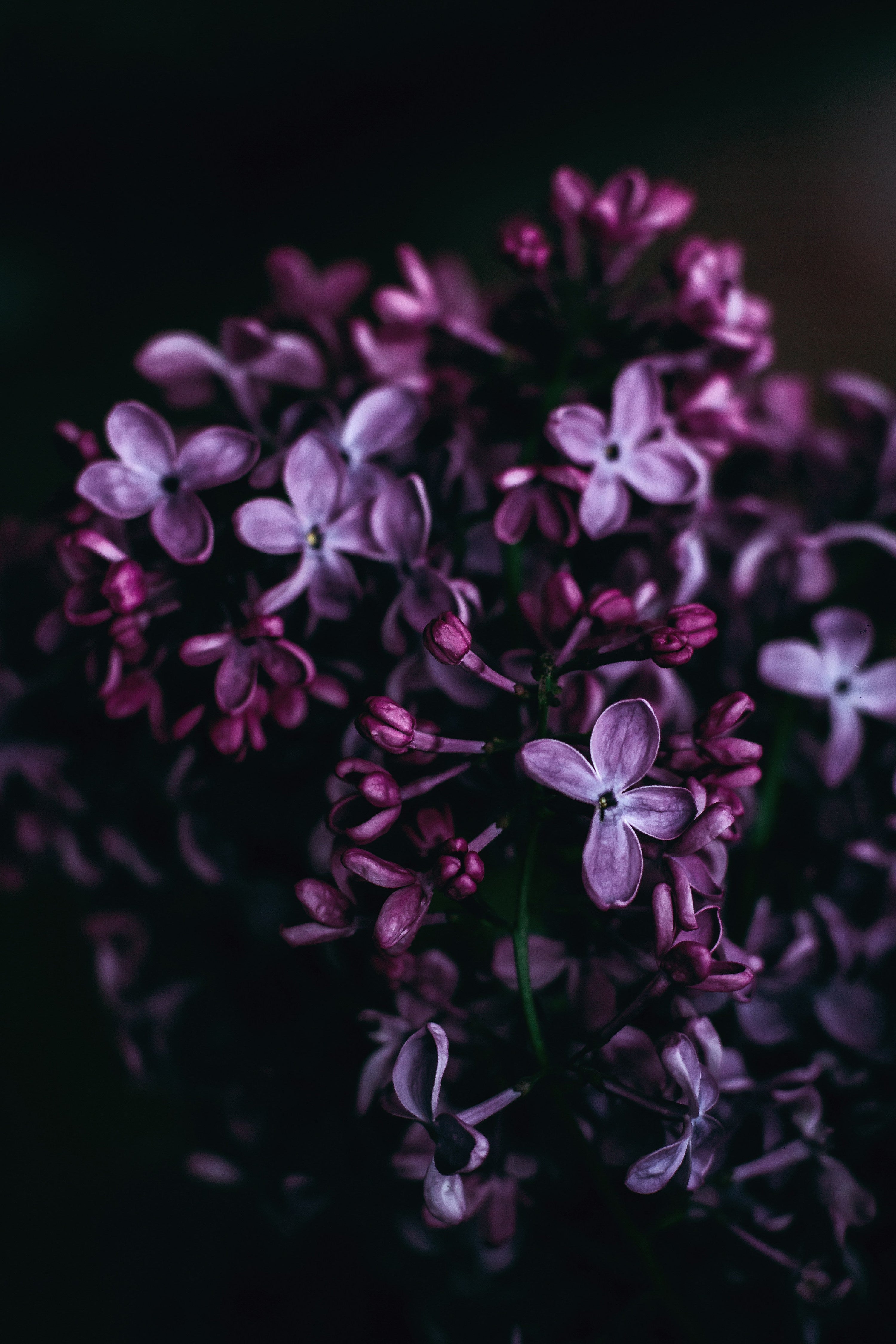 Discover how your olfactive universe - a dimension beyond social constraints - awakens your wild nature. Learn why your nose, processing over 1 trillion scents, is the ultimate rebel in your sensory arsenal. Science meets liberation. #OlfactiveScience