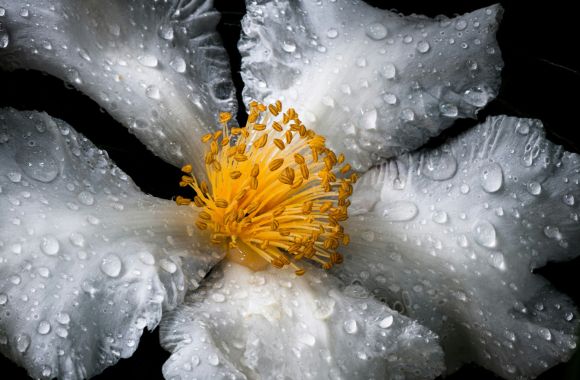 Olfactory Nightlife: The Neuroscience of Scent, Memory and Club Chemistry